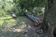 Central Park Storm Damage 