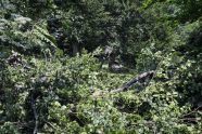 Central Park Storm Damage 