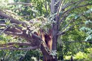 Central Park Storm Damage 