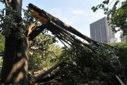 Central Park Storm Damage 