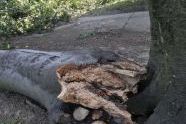 Central Park Storm Damage 