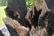 Central Park Storm Damage 