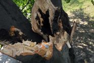 Central Park Storm Damage 