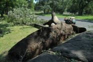 Central Park Storm Damage 