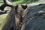 Central Park Storm Damage 