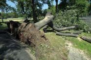 Central Park Storm Damage 