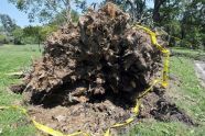 Central Park Storm Damage 