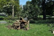 Central Park Storm Damage 