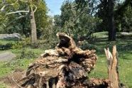 Central Park Storm Damage 