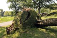 Central Park Storm Damage 