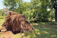 Central Park Storm Damage 