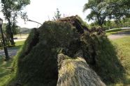 Central Park Storm Damage 