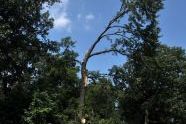 Central Park Storm Damage 