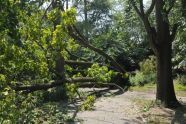 Central Park Storm Damage 