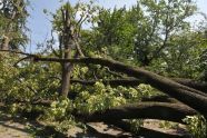 Central Park Storm Damage 