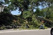 Central Park Storm Damage 