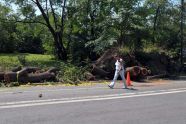 Central Park Storm Damage 