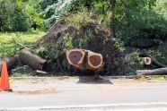 Central Park Storm Damage 