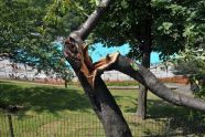 Central Park Storm Damage 