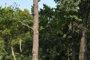 Central Park Storm Damage 