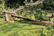 Central Park Storm Damage 