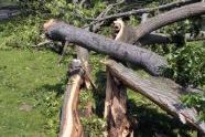 Central Park Storm Damage 