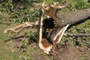 Central Park Storm Damage 