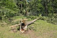 Central Park Storm Damage 