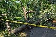 Central Park Storm Damage 