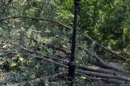 Central Park Storm Damage 