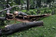 Central Park Storm Damage 