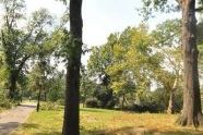 Central Park Storm Damage 