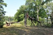 Central Park Storm Damage 