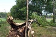 Central Park Storm Damage 