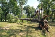 Central Park Storm Damage 