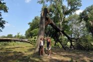 Central Park Storm Damage 