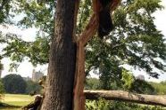 Central Park Storm Damage 