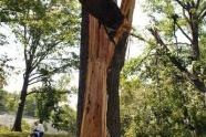 Central Park Storm Damage 