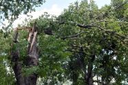 Central Park Storm Damage 