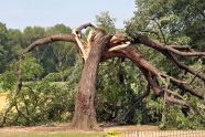 Central Park Storm Damage 