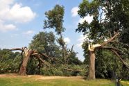 Central Park Storm Damage 