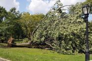 Central Park Storm Damage 