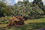 Central Park Storm Damage 