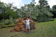 Central Park Storm Damage 