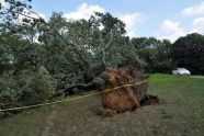 Central Park Storm Damage 