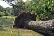 Central Park Storm Damage 