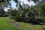 Central Park Storm Damage 