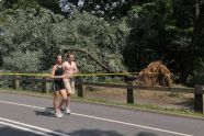 Central Park Storm Damage 