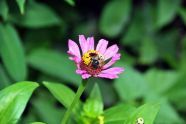 A bee visits a flower 