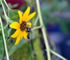 Flower with bee 